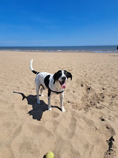 Dogs at Sutton on Sea