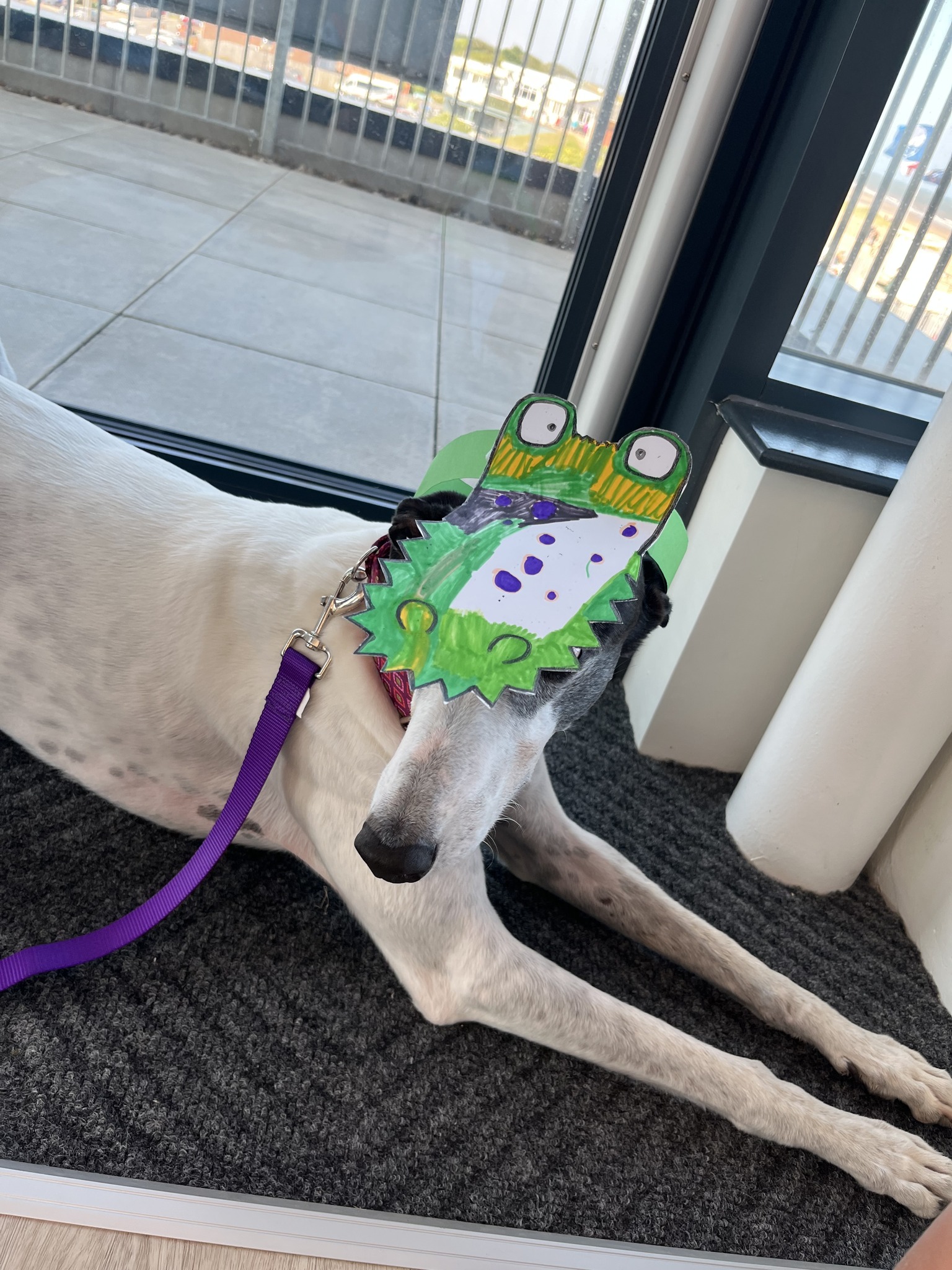 Dogs at Seaview Colonnade